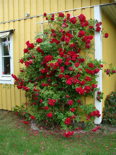 climbing roses bush - Google Search Climbing Roses Trellis, Rose Trellis, Garden Trellis ...