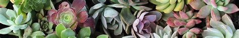 Quality succulents & cacti in San Leandro East Bay - Evergreen Nursery