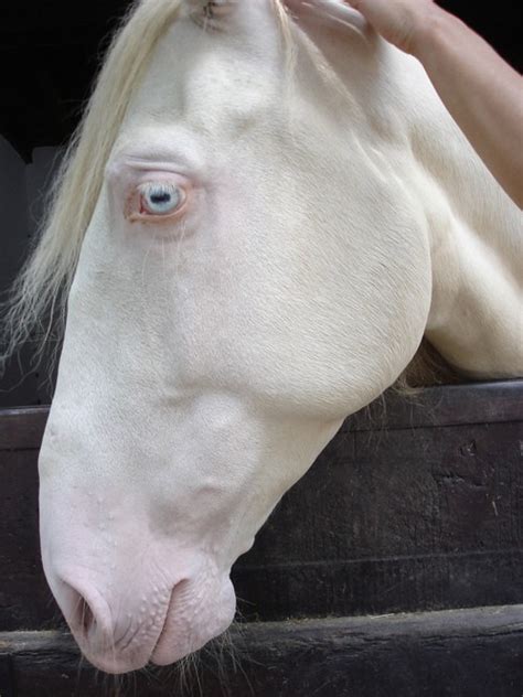 Pin by Melissa Courtney on Horsess | Albino horse, Horses, Rare albino animals