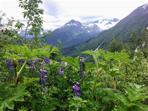 Hiking in Kenai Fjords National Park: The Exit Glacier Trail - Park Chasers