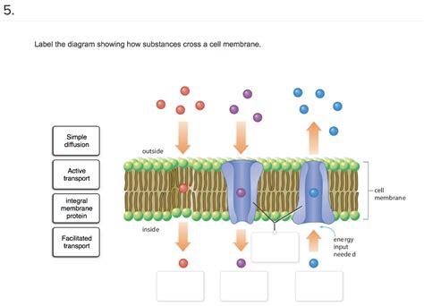 Solved Label the diagram showing how substances cross a cell | Chegg.com