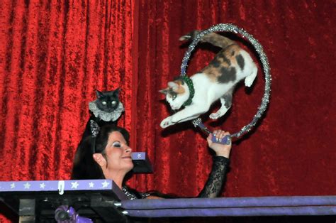 Circus Cats Are Lions of Their Profession, but Domestic at Heart - The ...