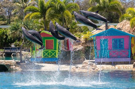 Affinity Dolphin Show - Sea World Gold Coast, Australia