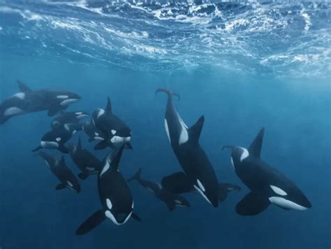 This is why Orcas are known as killer whales – Way Daily