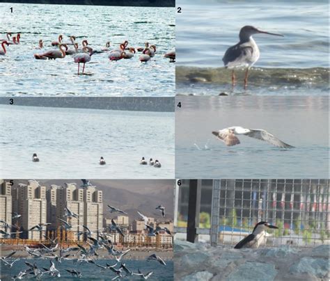 Images of the identified birds in the lake for the first time... | Download Scientific Diagram