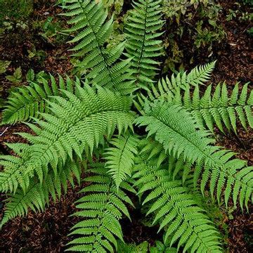 Ferns - Evergreen – Future Forests