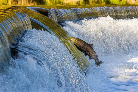 Salmon jumping is Toronto's newest spectator sport