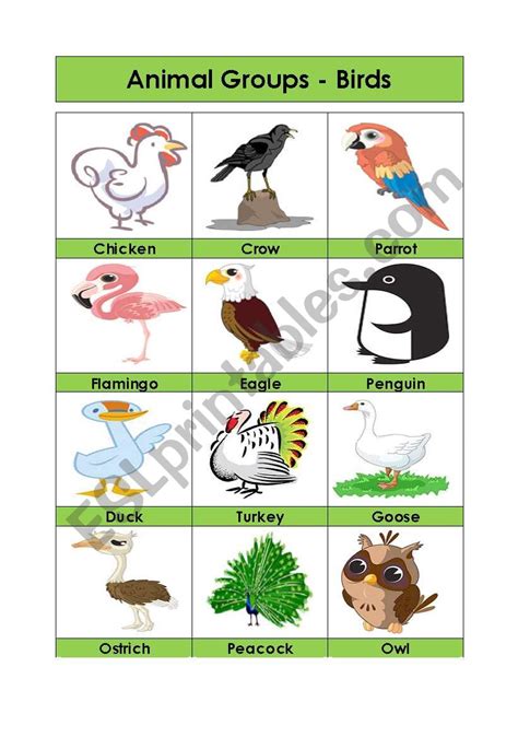 Animal Groups-Birds (4/5) - ESL worksheet by Amna 107