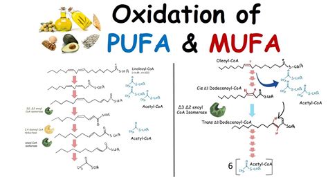 Oxidation of unsaturated fatty acid (PUFA and MUFA oxidation) - YouTube