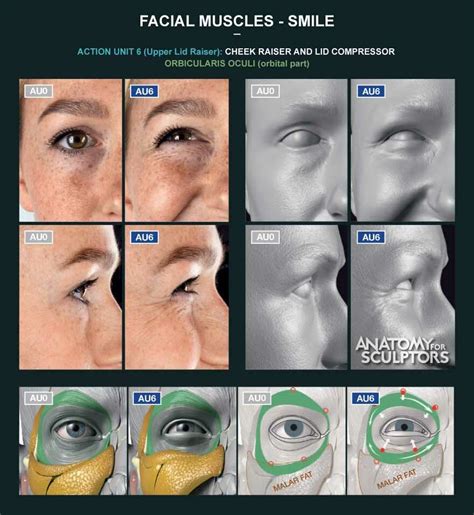 ArtStation - Facial Muscles - Smile