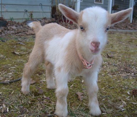 Funny Baby Goat Wallpaper