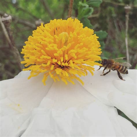 TOP 10 BEE-FRIENDLY FLOWERS - Beekeeping Like A Girl