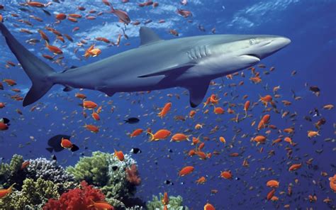 Ocean Shark Underwater World, Exotic Fish, Coral Desktop Wallpaper Hd ...