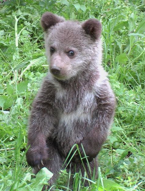 Brown bear - Ursus arctos - Linnaeus, 1758