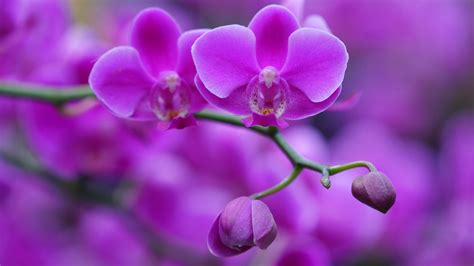 Beautiful Dark Purple Orchid Floral Flowers Tree Branches Blur Background HD Flowers Wallpapers ...