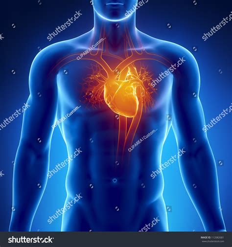 Human Heart Anatomy Stock Photo 112082681 : Shutterstock