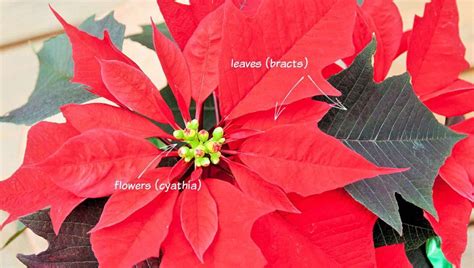 Poinsettia Plant Care - How to Grow Poinsettias