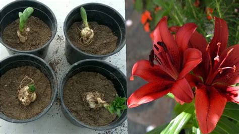 Best way to Grow Lilium Bulbs :: - Herbal Plant Power