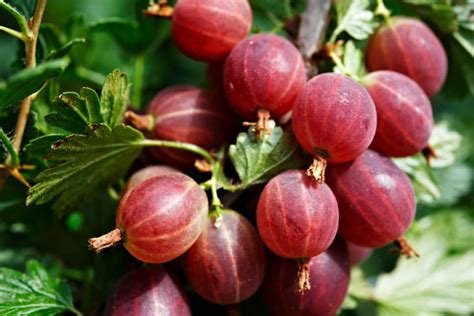 Gooseberry varieties " The best at a glance