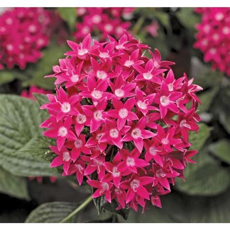 2.5-Quart Pink Butterfly Deep Pink Pentas in Pot (Ltss045) in the Annuals department at Lowes.com