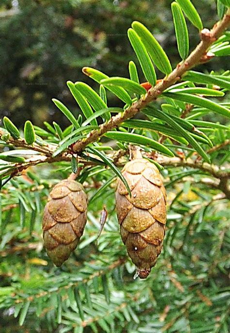 Suche nach Arten - Kanadische Hemlocktanne (Tsuga canadensis (L.) Carrière)