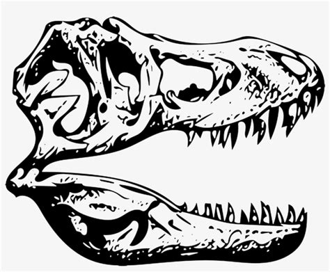 T-rex Tyrannosaurus Fossil - T Rex Skull Clip Art - 1280x720 PNG Download - PNGkit