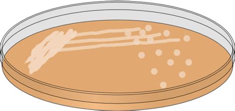 Agar Plate Drawing