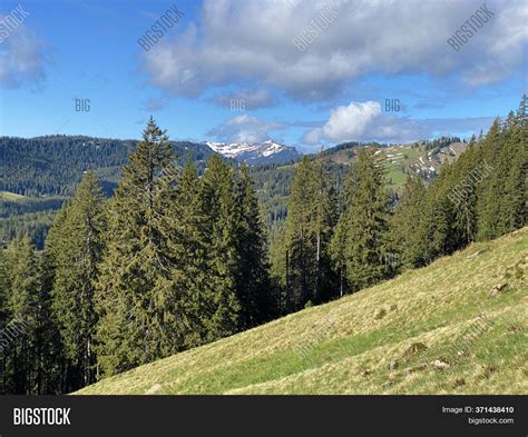 Evergreen Forest Image & Photo (Free Trial) | Bigstock