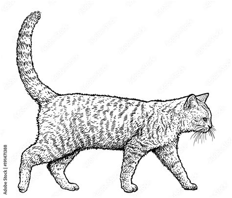 Walking cat illustration, drawing, engraving, ink, line art, vector ...