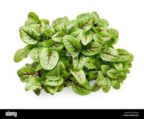 Micro sorrel leaves Cut Out Stock Images & Pictures - Alamy