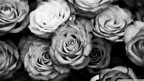 Black and White Rose Wallpaper (61+ images)