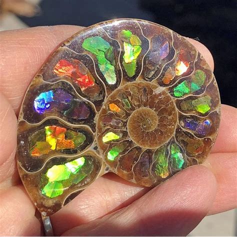 Ammolite Inlayed Ammonite 2AIA#ammolite #korite #ammonite #fengshui # ...