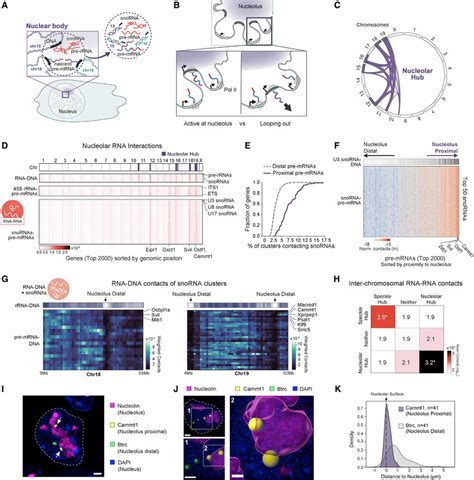 Transcription of RNA polymerase II genes can occur in proximity to the... | Download Scientific ...