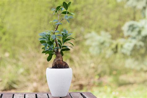 How to Grow and Care for Ginseng Ficus Bonsai