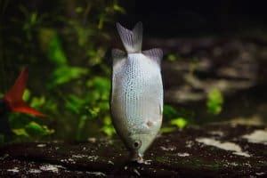 Complete Kissing Gourami Care Guide: A Tropical Fish Like No Other | Fishkeeping World