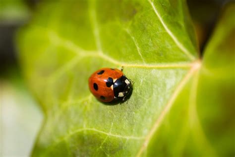 Why Do Ladybugs Have Spots? | Trust Terminix®