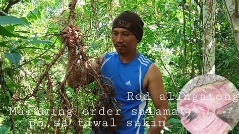 Red Alingatong | Pag kuha Nang Mga Order Sakin | Red Alingatong Roots - YouTube