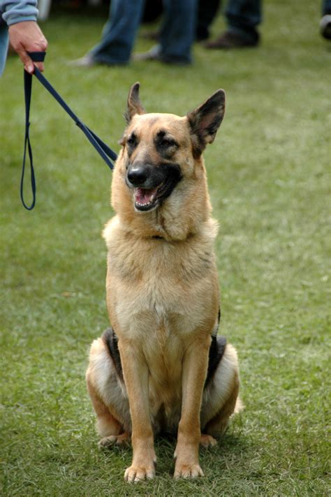 File:German Shepherd Dog sitting leash.jpg - Wikimedia Commons