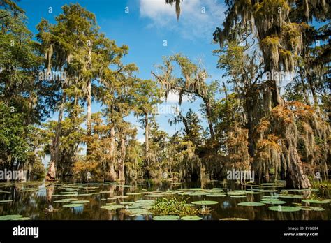 USA, Louisiana, Swamp landscape; Breaux Bridge Stock Photo - Alamy