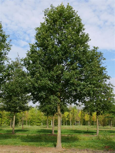 Quercus petraea | Sessile oak, Durmast oak - Van den Berk Nurseries