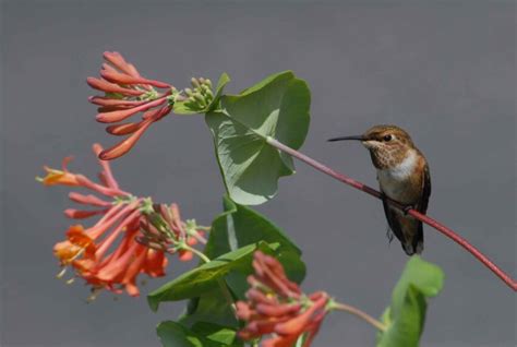 Free picture: rufous, hummingbird, pauses, flight