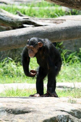 Chimpanzee Strength Facts (with Pictures) | eHow