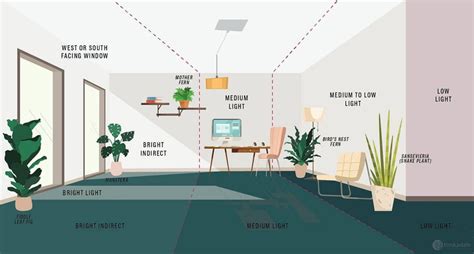 Light Requirements for Plants: Explained! — Plant Care Tips and More · La Résidence | House ...