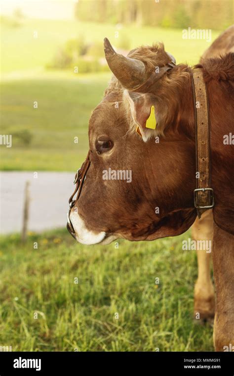 Bull horns cow animal close up hi-res stock photography and images - Alamy