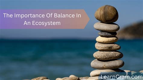 “The Importance Of Balance In An Ecosystem: How Interconnectedness ...