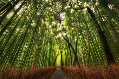 Bamboo Forest, Kyoto, Japan photo on Sunsurfer