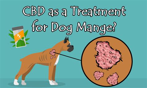 CBD as a Treatment for Dog Mange?