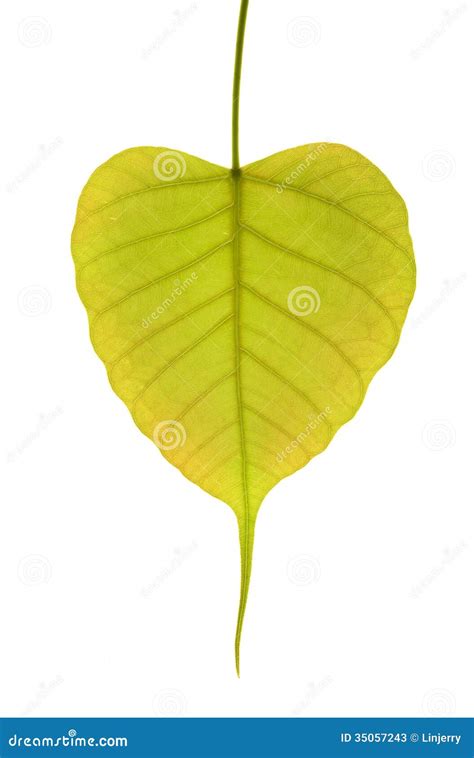 Heart Shaped New Leaf of Peepal Tree Stock Image - Image of line, beauty: 35057243