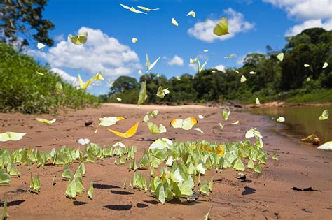 Butterflies in Rainforest at Tambopata … – License image – 70514884 Image Professionals