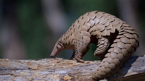 Over 1,000 pangolins poached and trafficked in India between 2018 and ...